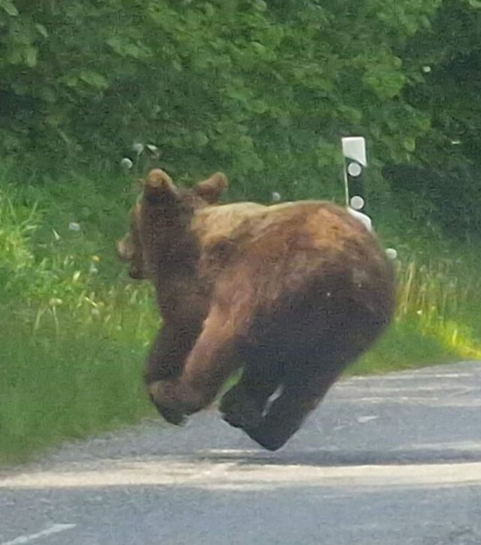 Медведь в деревне Инглисте.