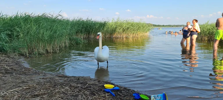 Лебедь на озере Маарду
