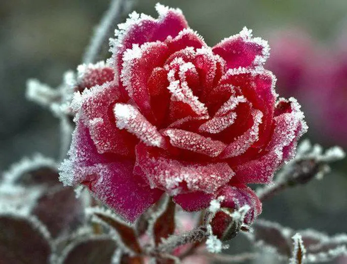 5 шагов для укрытия роз на зиму