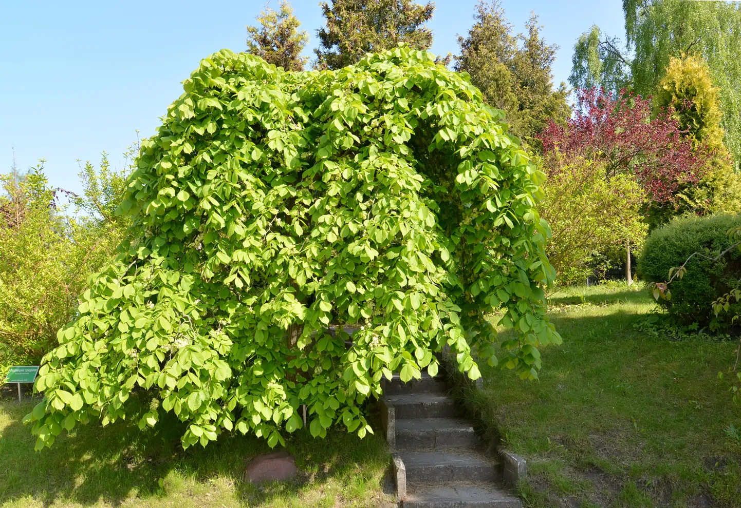 Raksta foto