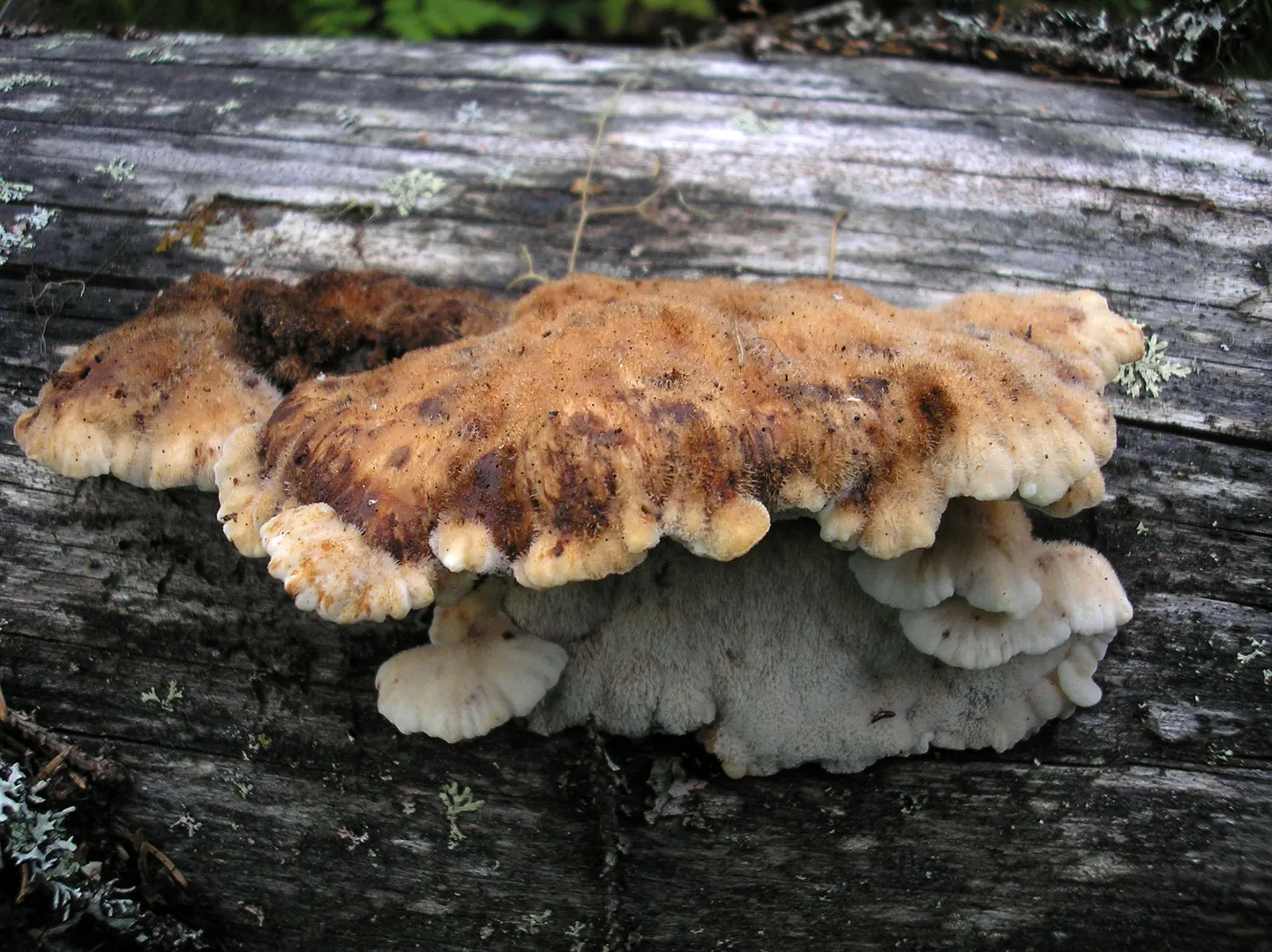 Amylocystis lapponicus