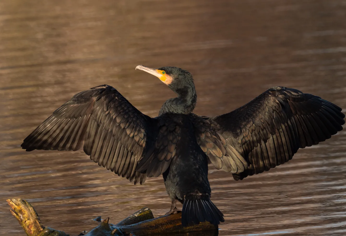 Баклан (Phalacrocorax).