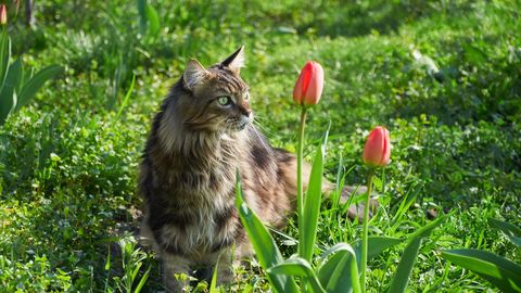 Kādas sīpolpuķes ir toksiskas suņu un kaķu veselībai?