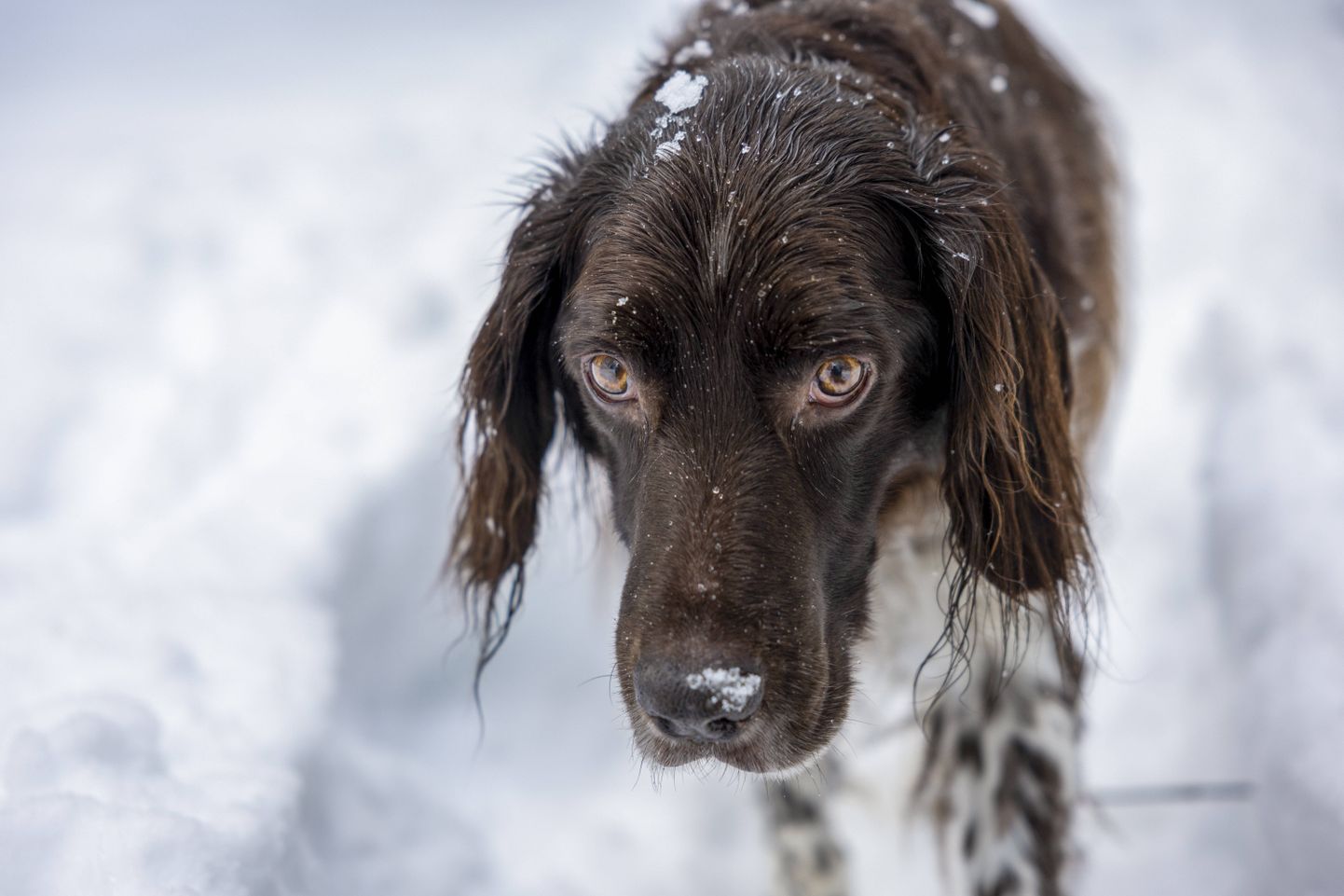 Собака в снегу (фото иллюстративное и не связано с инцидентом).