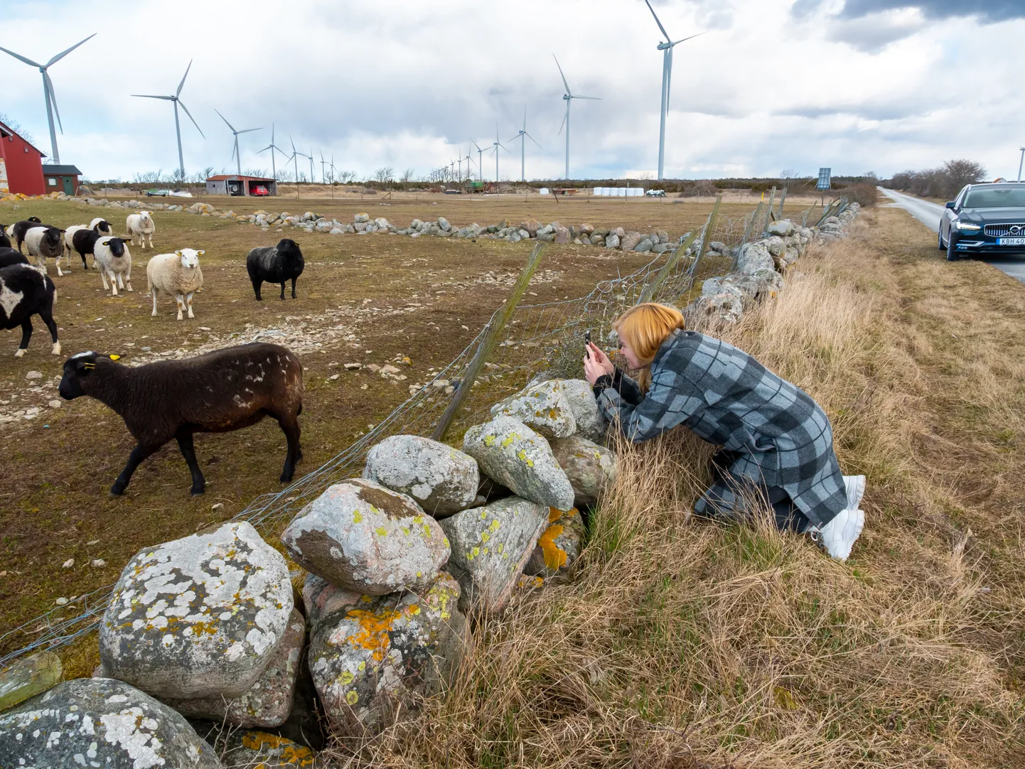 LAMMASTE JA TUUGENITE SAAR: Saaremaast vaid veidi suuremale Gotlandi saarele pandi esimesed tuulikud püsti enam kui 40 aastat tagasi ja nüüdseks on neid seal sadu. Ojamaa idülli jäädvustab ajakirjanik Kertu Kalmus Saaremaalt.
