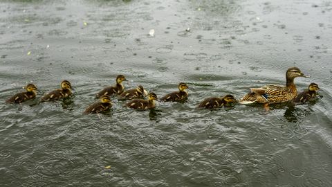 Trešdien daudzviet Latvijā gaidāms stiprs lietus