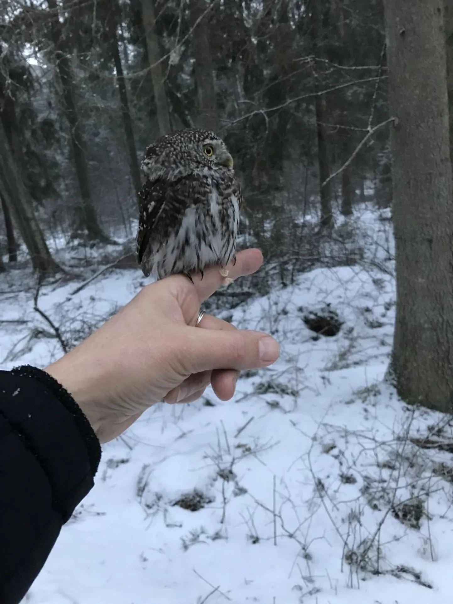 Miniatuurne värbkakk võtab hoogu, et liigile omasesse keskkonda naasta.