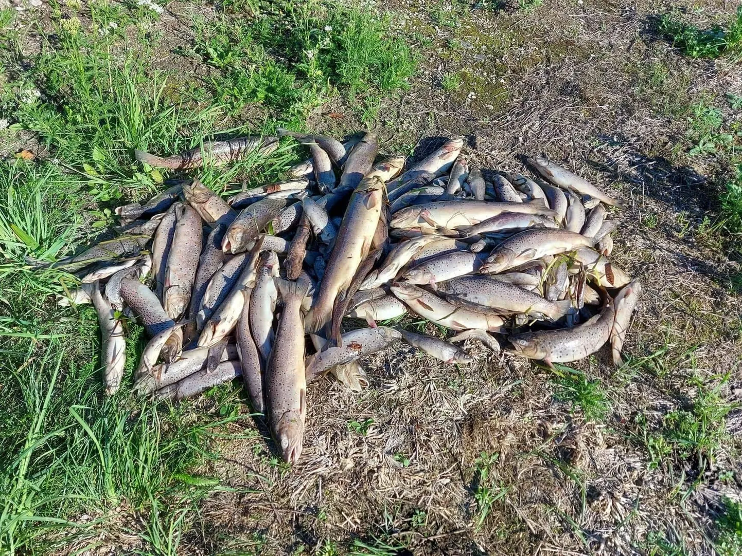 К вечеру среды только мертвой ручьевой форели было найдено почти 3 000 особей, волонтеры опасаются, что число мертвых рыб может достичь 10 000.