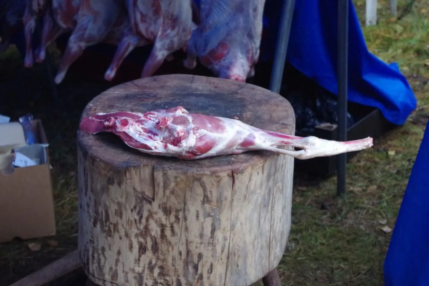 Lambaliha. Pilt ei ole sündmusega otseselt seotud.