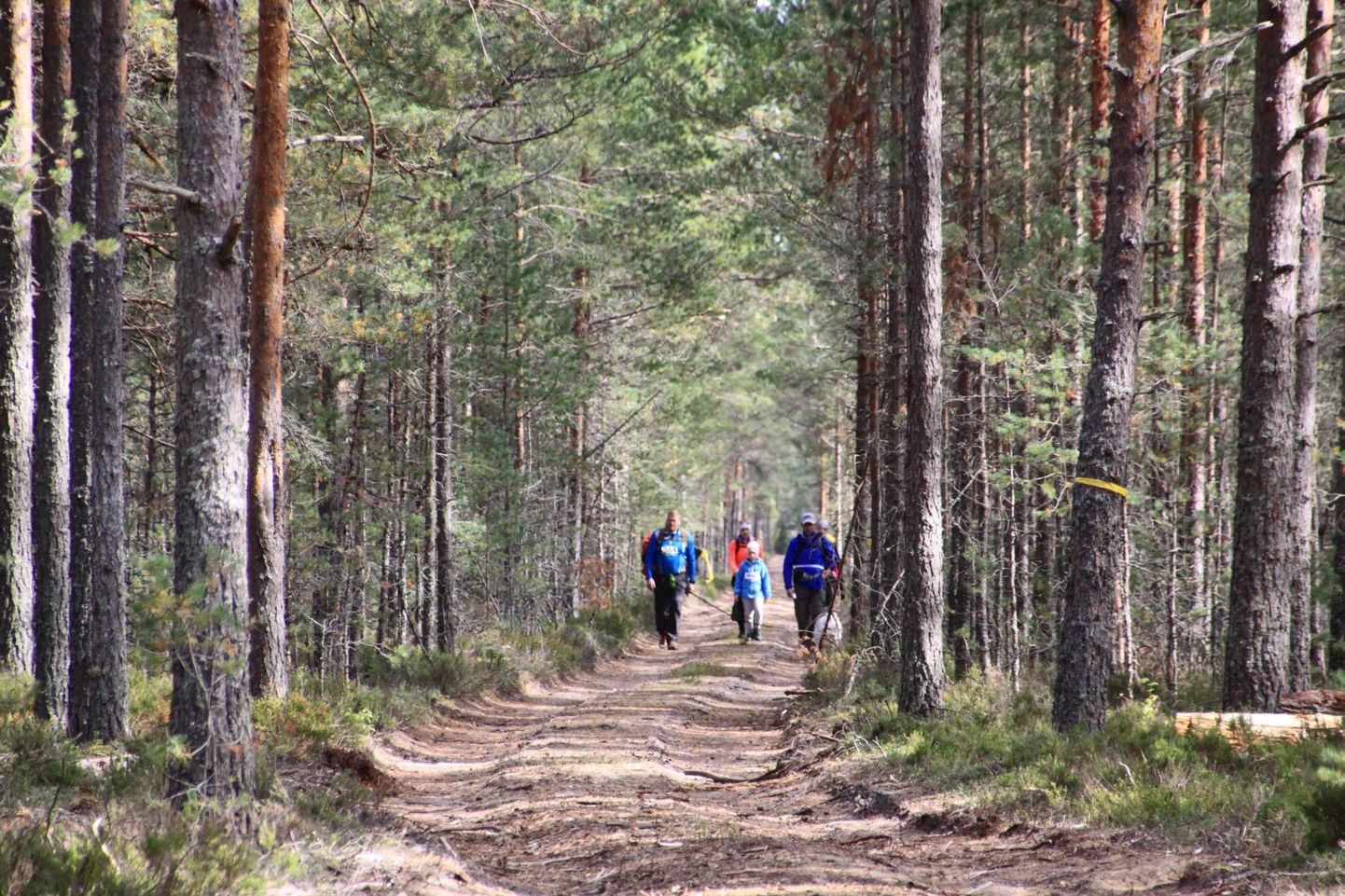 RMK ja Metsähallituse koostöölepe teeb soomlastele ja eestlastele naaberriigi avalike matkaradade info kättesaadavamaks. Kahe riigi koostöövõrgustik hõlmab ka Põhja-Jävamaad.