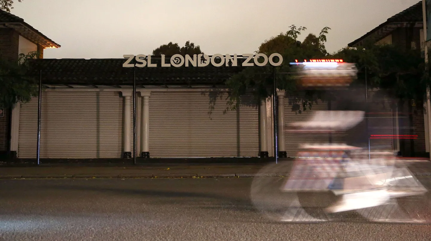 Londoni loomaaed, kust pääses põgenema gorilla.