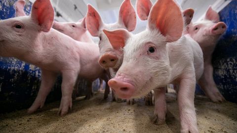 Цена на свинину выросла почти на четверть