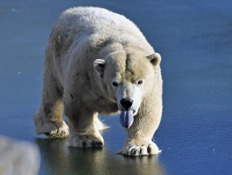 Martin Meissner/AP/Scanpix