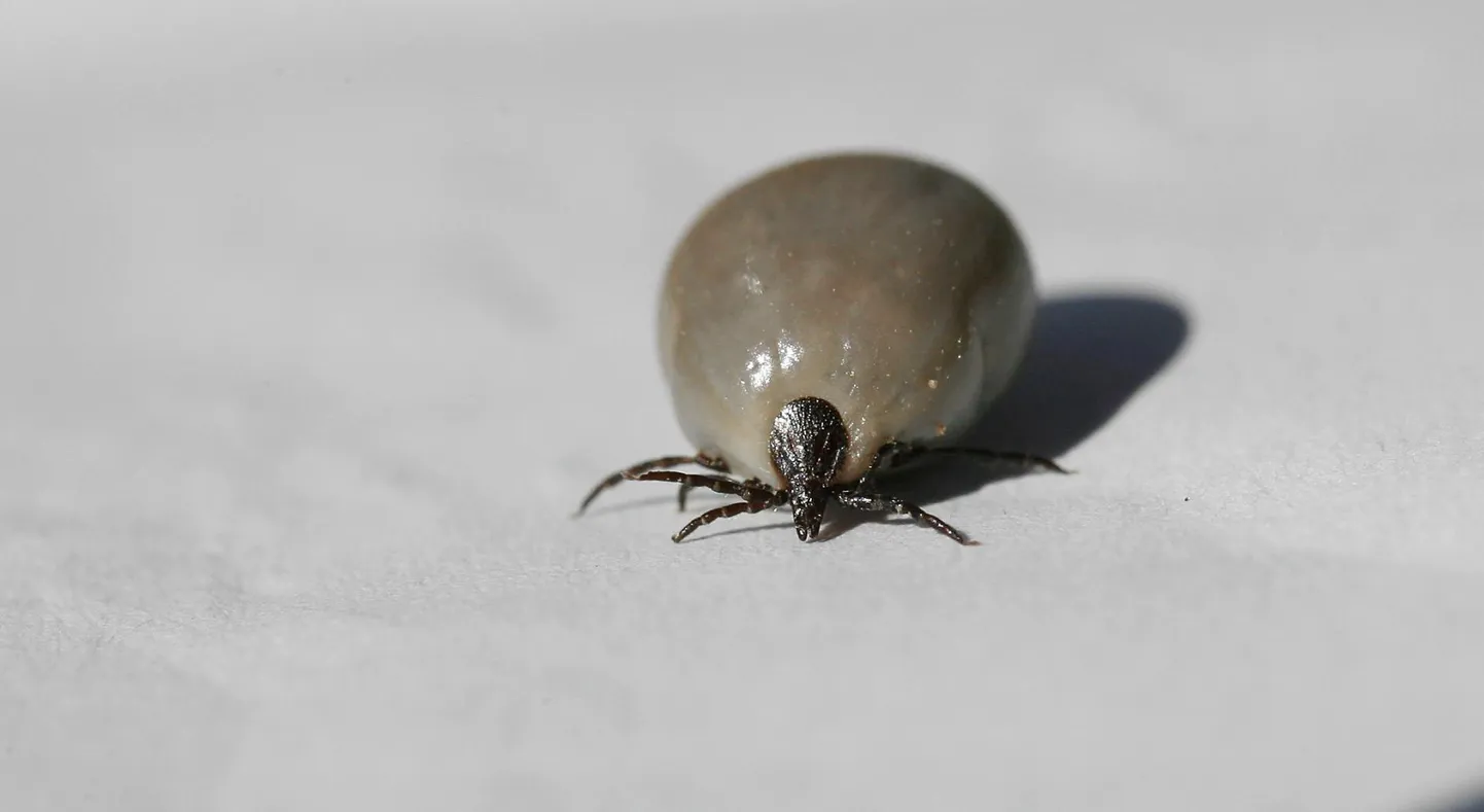 Puuk tuleb hiire või siili seljas teie aeda, end verd täis imenuna kukutab kuskile varjulisse kohta. Kui tingimused sobivad, siis saab seal ka järglasi.