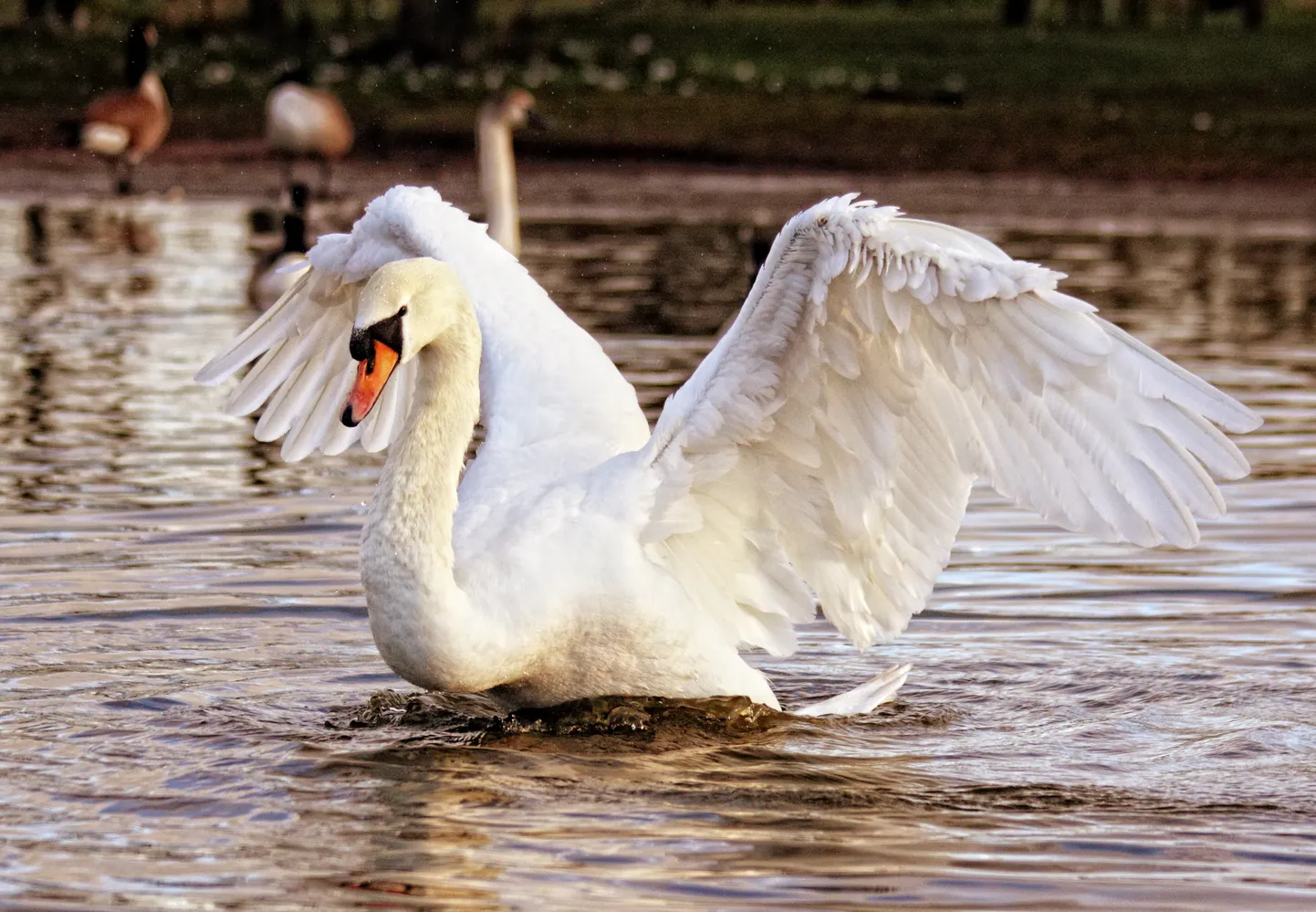 Raksta foto