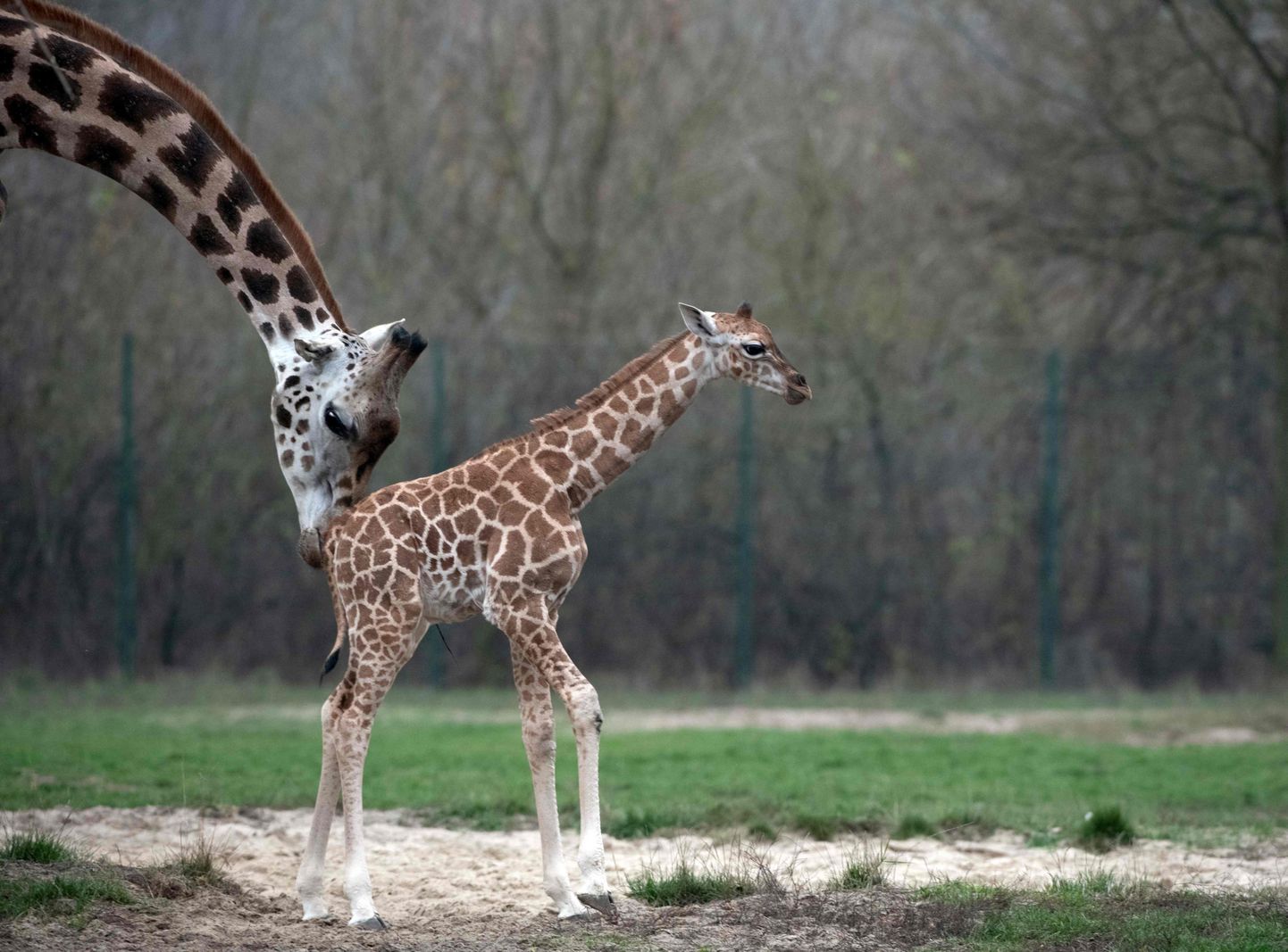 Žirafe ar mazuli Berlīnes zoodārzā.