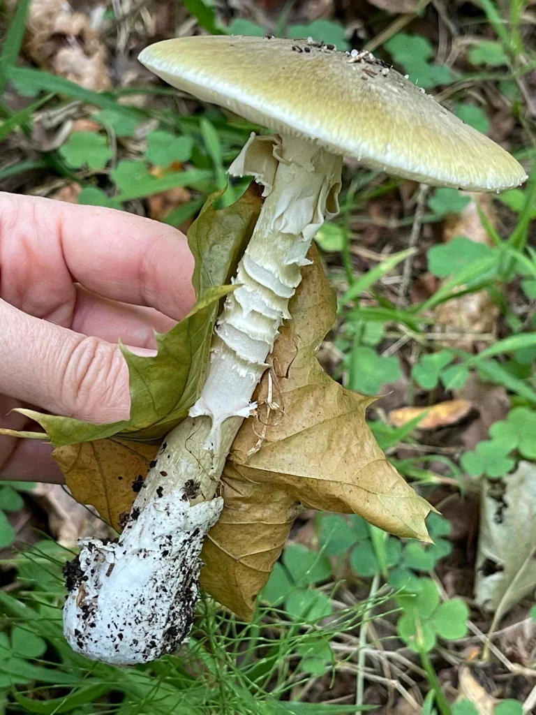 Бледная поганка