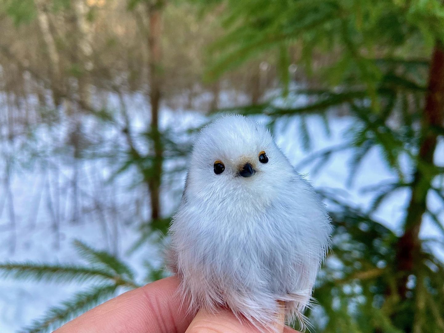 Pisitilluke sabatihane on üks vaieldamatult nunnu linnuke.