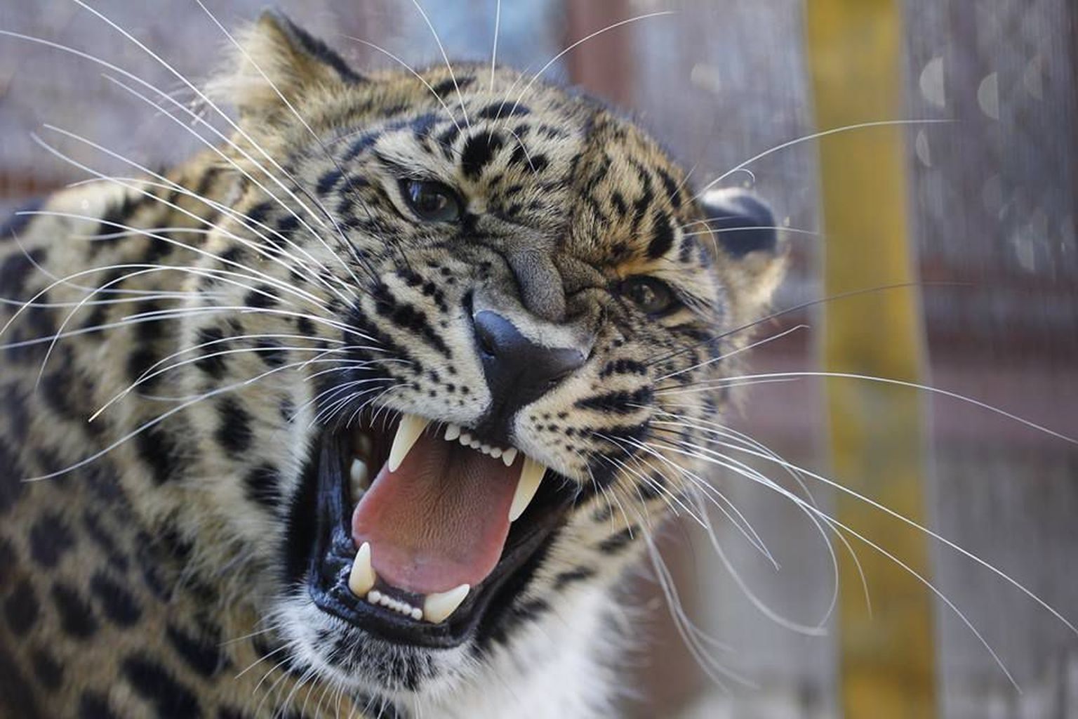 Amuuri leopard Vlada.