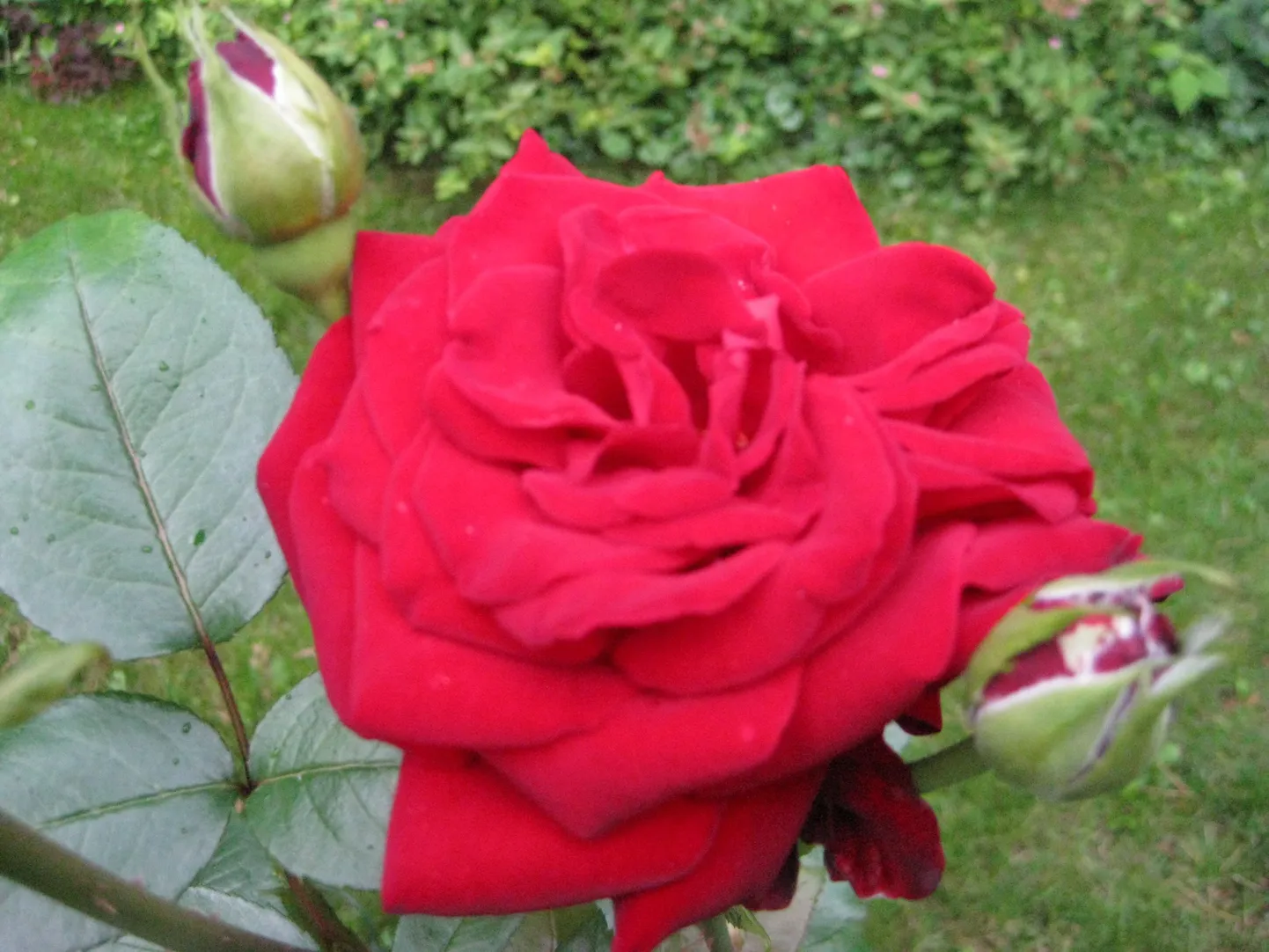 Roos "Ingrid Bergman"