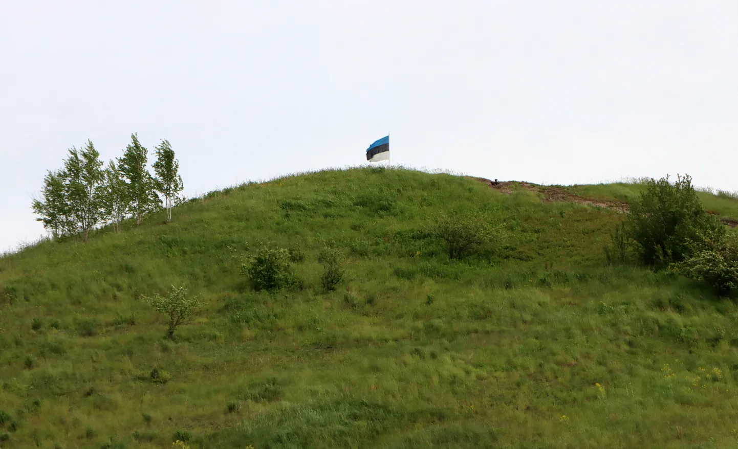 С самой годовщины республики на кукрузеской горе развевается флаг поменьше, чем намеченный городом Кохтла-Ярве и Тойлаской волостью, но кто его туда поднял, власти не имеют ни малейшего понятия.