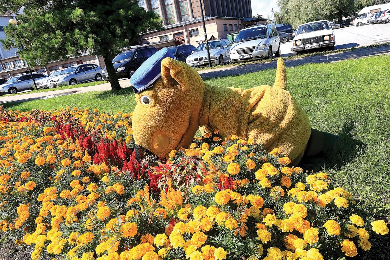 Tartu tudengipäevade maskott, kollane koer Villem mõnuleb praegu päikesepaistes ja lillelõhnas ning loodab, et kuna sügispäevad algavad tänavu tavapärasest kuu aega varem, jätkub ilusat ilma ka selleks ajaks.