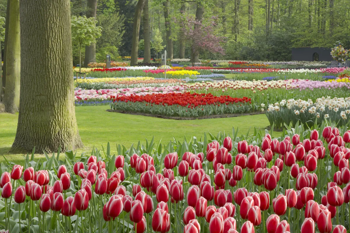 Keukenhof