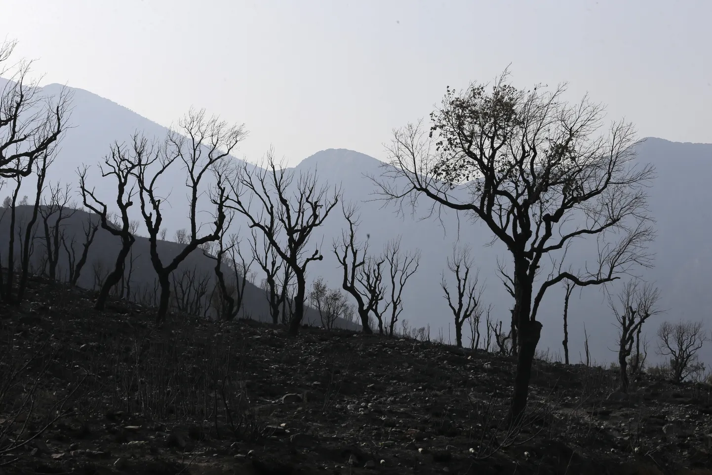 Metsapõlengu tagajärg Alžeerias Kabyle regioonis 13. august 2021.