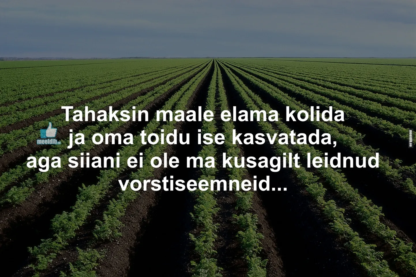 Artikli foto