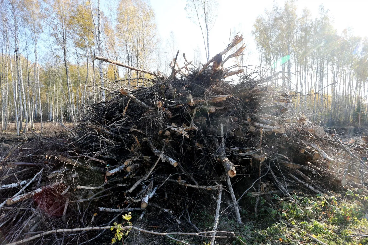 Toetust küsiti hooldusraiete tegemiseks.
