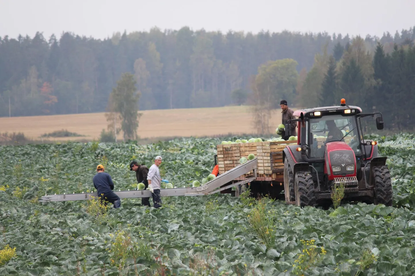 Ukrainlaste abita jääks kapsasaak põllule, sest enam pole võimalik leida eestlasi, kes oleks nõus tegema kapsa koristamiseks vajalikku füüsiliselt rasket tööd.