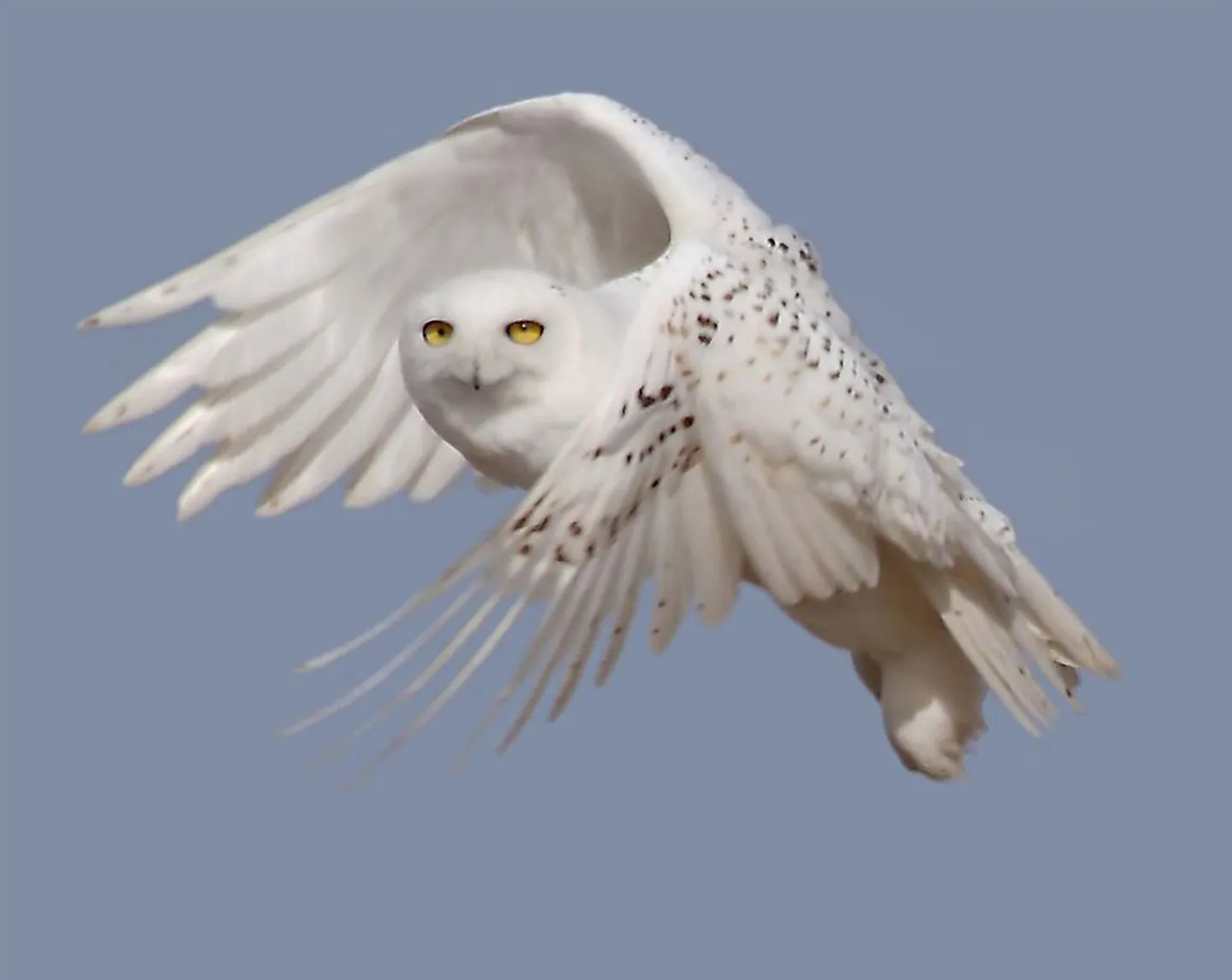 Öökull