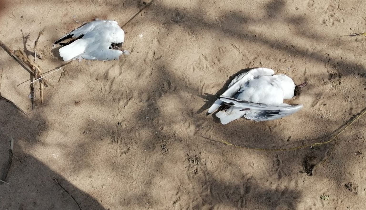 Мертвые чайки