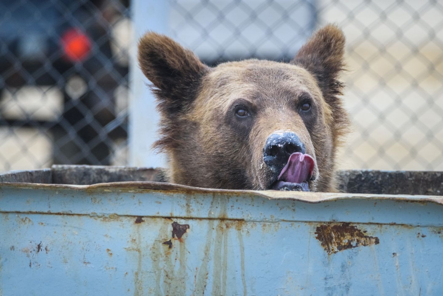 Karusid meelitab muuhulgas toiduga kokku puutunud prügi lõhn