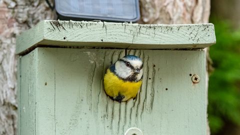 ALUSTA JUBA TÄNA ⟩ Ornitoloogiaühing kutsub märkama oma koduaia elurikkust