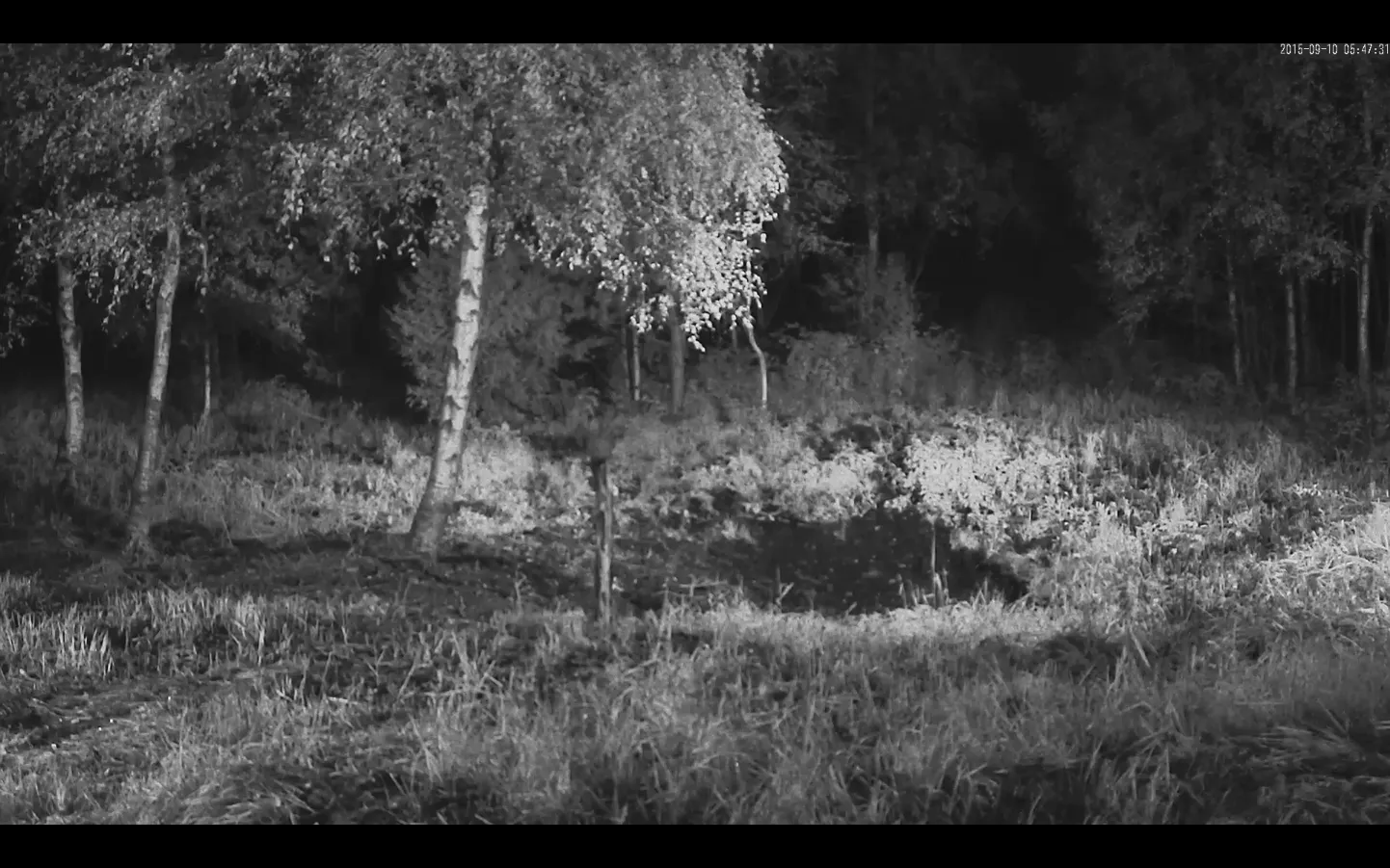 Hirvekaamerast ei paistnud hommikul ühtegi hirve.