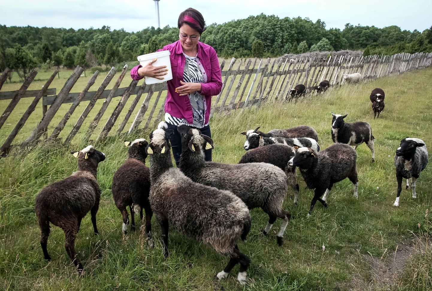 Kihnu maatõugu lambad Mikkeni lambatalus. Foto on illustreeriv.
