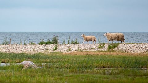 Suursaari ümbritsevatele laidudele viiakse suveks sadu kariloomi