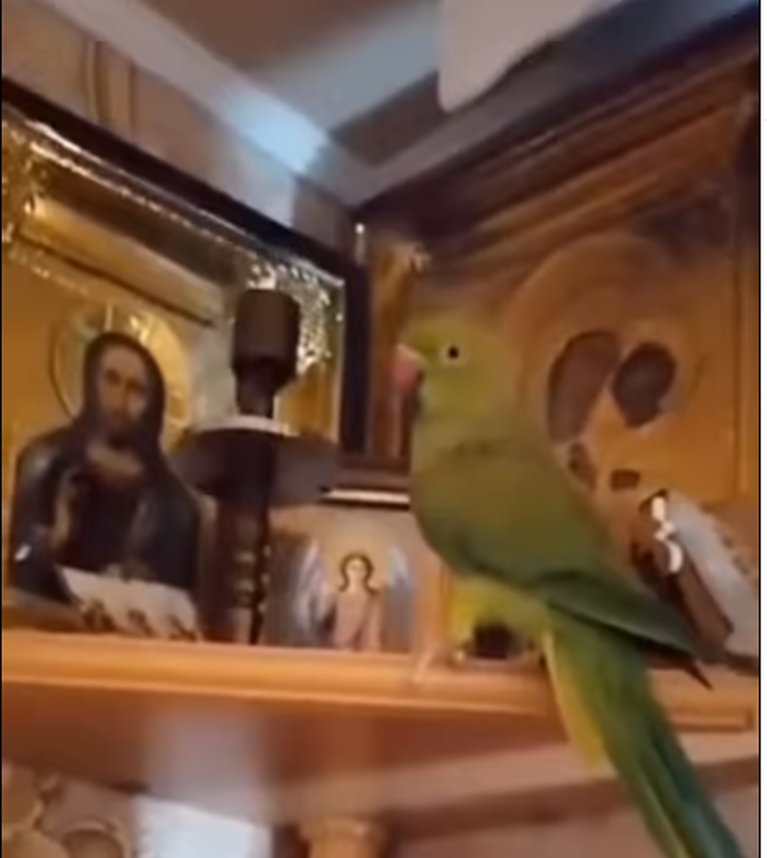 Usklike vaadetega papagoi