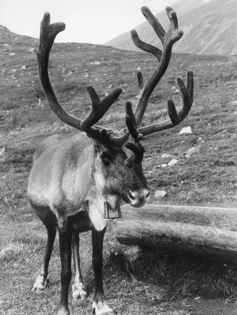 Soome Lapimaa põhjapõder. Pilt on 1975. aastast