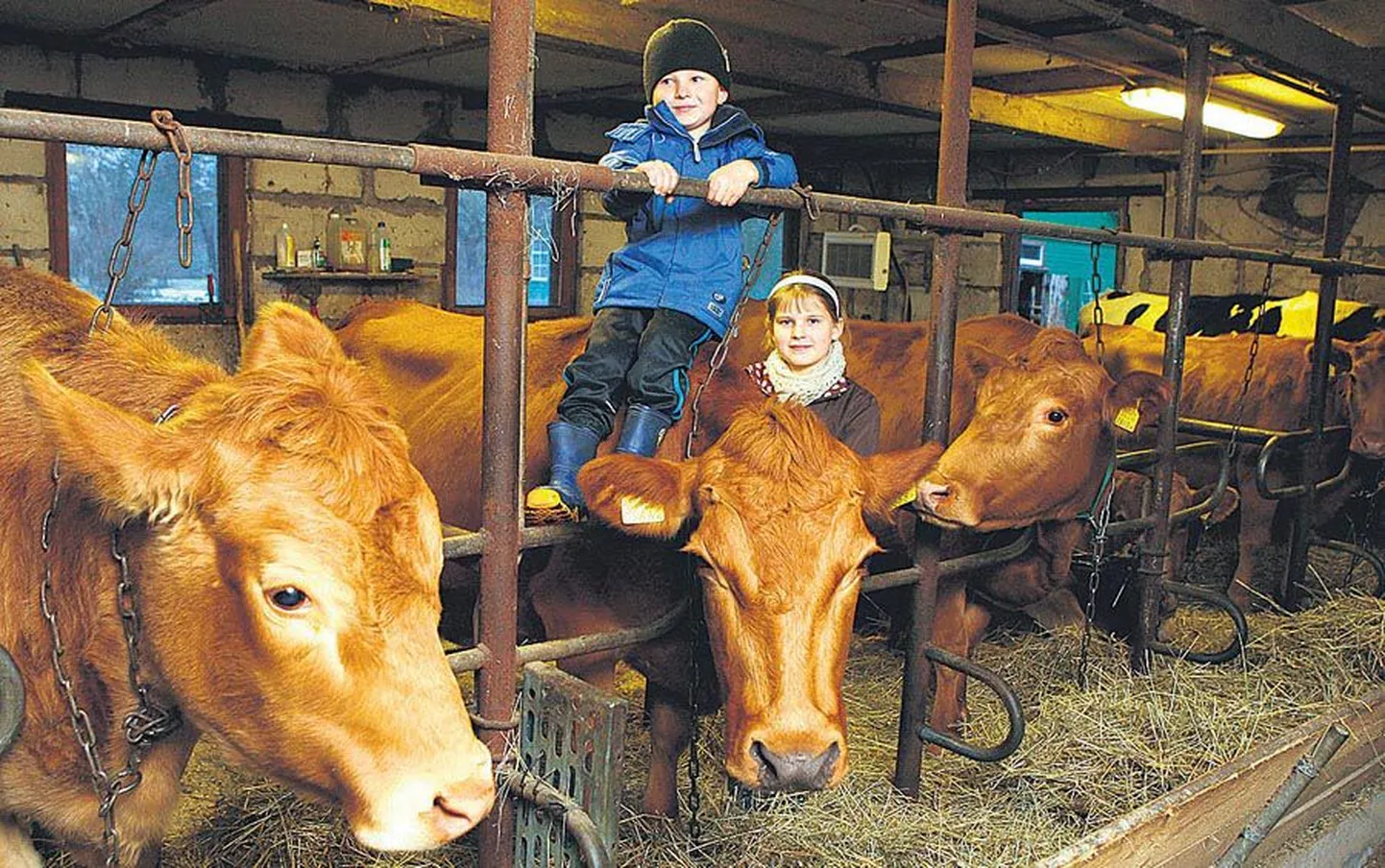 Pere lapsed Kevin ja Kaisa lehmi ei karda, vaid peavad neid toredateks kaaslasteks.