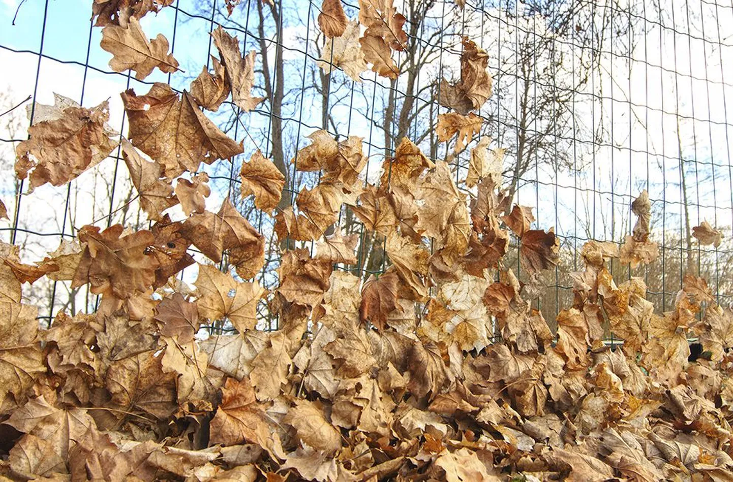Naturaalne, privaatne ja praktiline ning täiesti tasuta. Selle aia kujunduse on korda saatnud tuul.