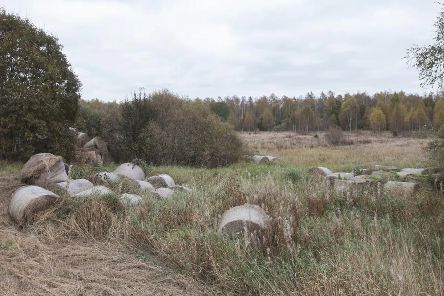 Halliste vallas Sultsi ja Abja-Paluoja vahel kulgeva maantee lähedal vedelevad Õisu luhalt toodud heinapallid.