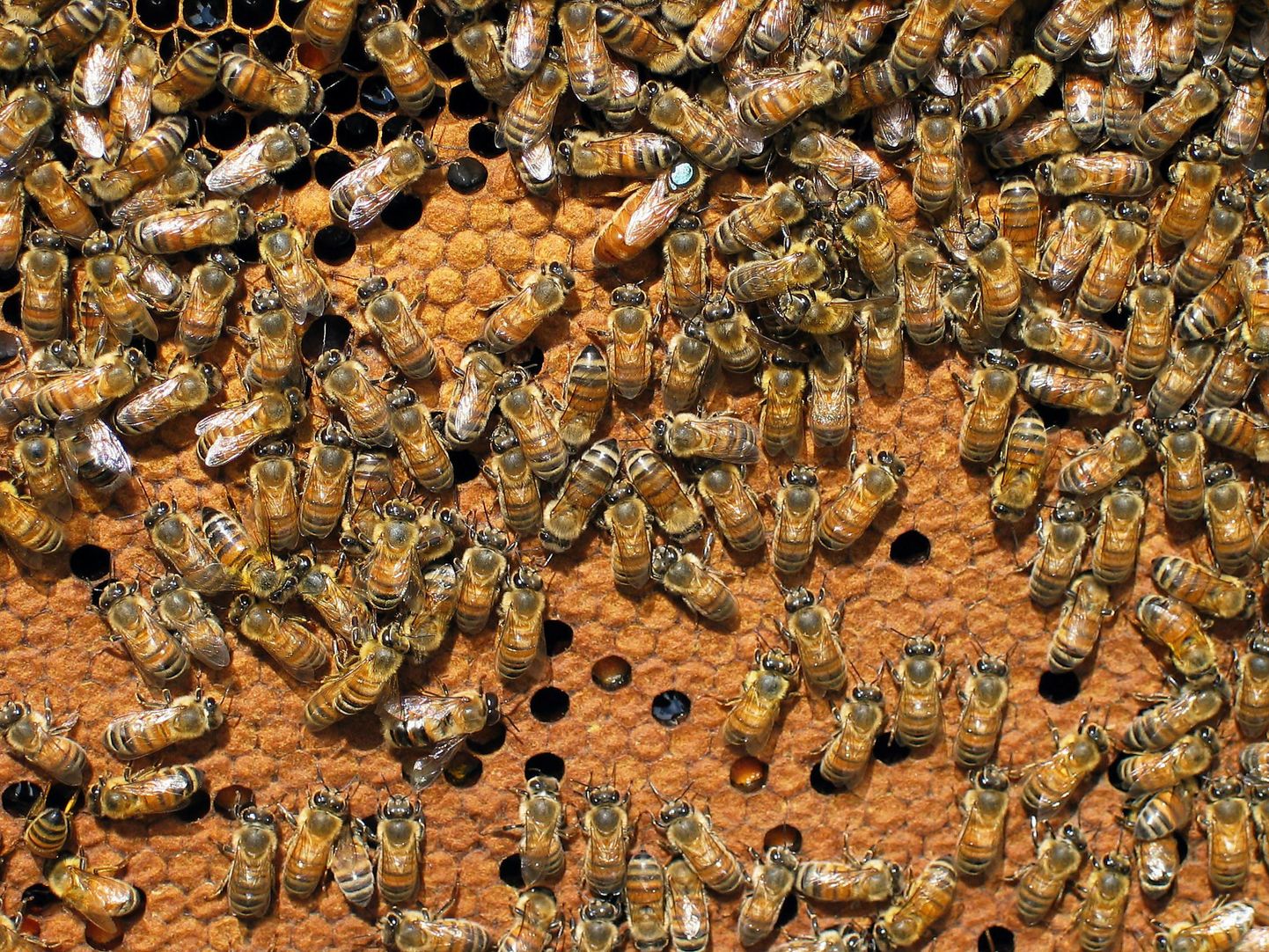 Mesilased ründasid aednikku