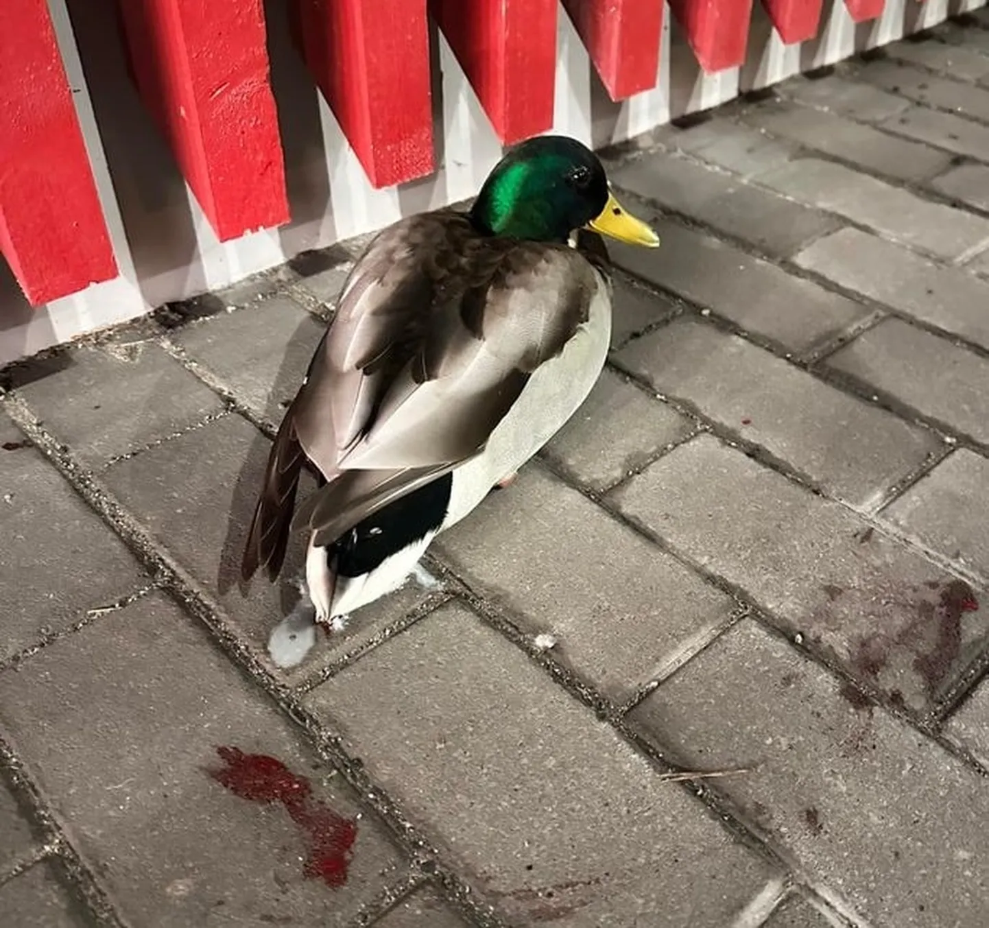 Päästetud part.