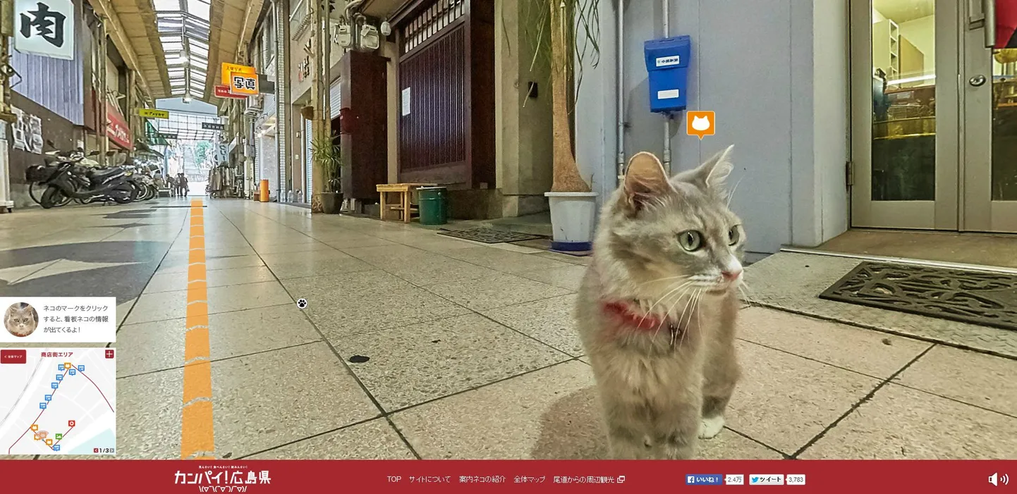 Cat Street View