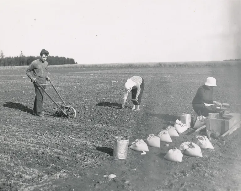 Külvamine 1920. aastatel.