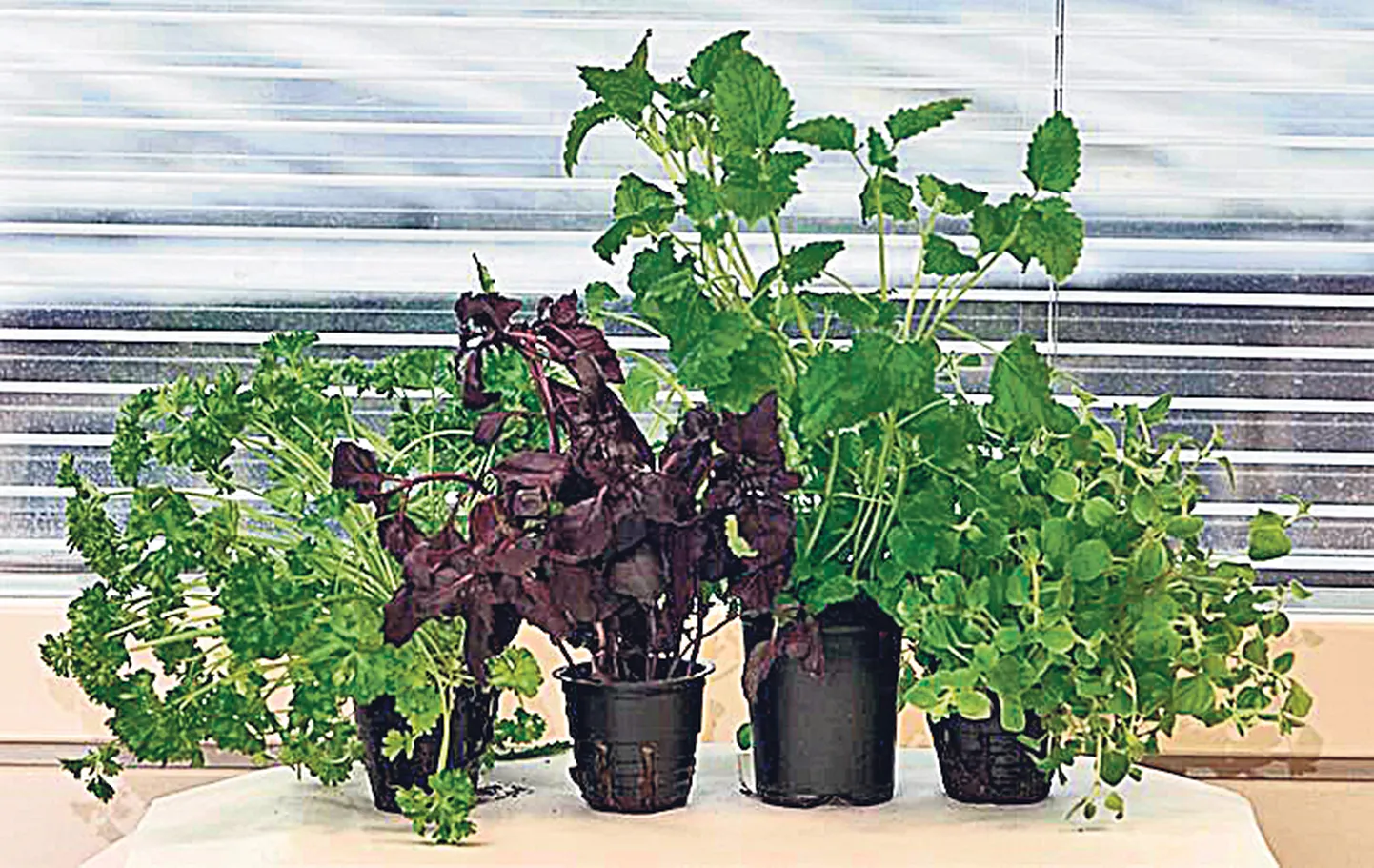 Maitsetaimed aknal – oregano (vasakult), meliss, basiilik ja petersell.