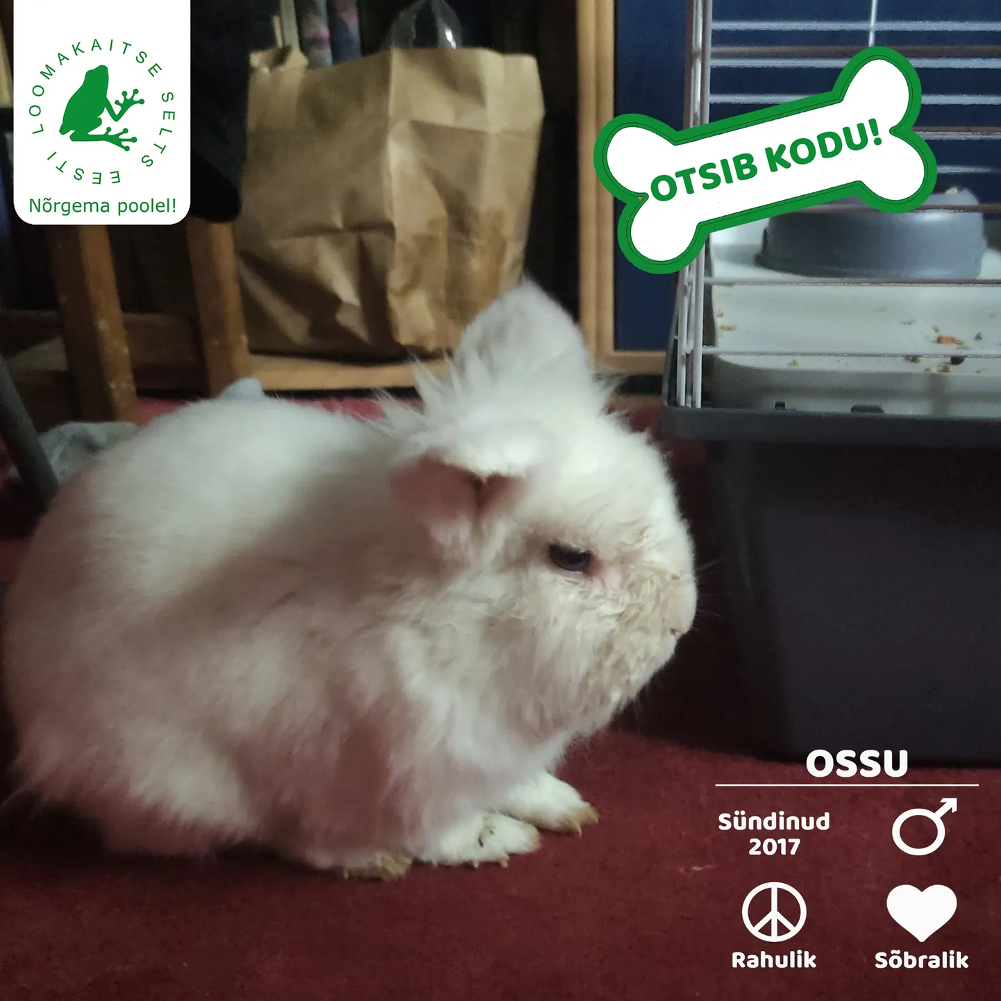 Ossu.