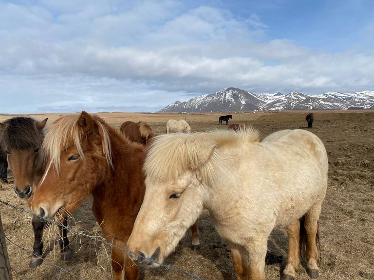 Очень дружелюбные исландские лошади.
